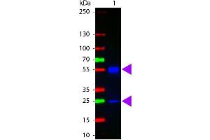 Western Blot of ATTO 425 conjugated Goat anti-Mouse IgG antibody. (Goat anti-Mouse IgG (Heavy & Light Chain) Antibody (Atto 425) - Preadsorbed)