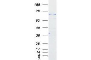 Validation with Western Blot (CPEB4 Protein (Myc-DYKDDDDK Tag))