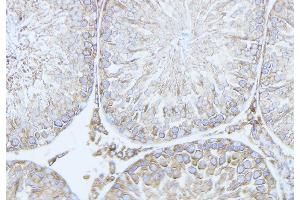 ABIN6279778 at 1/100 staining Mouse testis tissue by IHC-P. (RND2 antibody  (Internal Region))