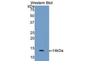 Western Blotting (WB) image for anti-Chemokine (C-C Motif) Ligand 26 (CCL26) (AA 24-94) antibody (ABIN1175485) (CCL26 antibody  (AA 24-94))