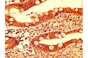 IHC image of ABIN7156817 diluted at 1:500 and staining in paraffin-embedded human small intestine tissue performed on a Leica BondTM system. (IL17F antibody  (AA 31-163))