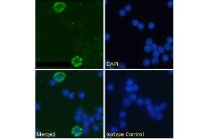 Immunofluorescence staining of fixed mouse splenocytes with anti-CD32 antibody AT130-5. (Recombinant Fc gamma RII (CD32) antibody)