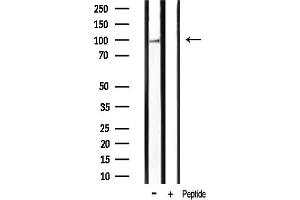 Western blot analysis of lysates from mouse brain tissue, using Phospho-HSP90B (Ser254) Antibody.