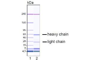 Capillary gel electrophoresis of purified ME-1C4 monoclonal antibody. (GDF15 antibody  (N-Term))