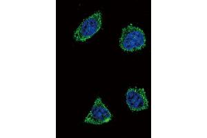 Immunofluorescence (IF) image for anti-Growth Hormone Releasing Hormone (GHRH) antibody (ABIN3003474)