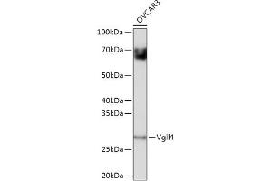 Western blot analysis of extracts of OVC cells, using Vgll4 antibody (ABIN7271320) at 1:1000 dilution.