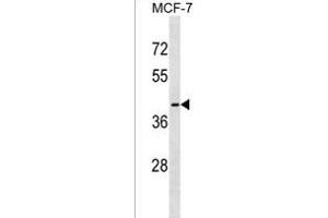 OR56B1 Antibody (N-term) (ABIN1538861 and ABIN2849834) western blot analysis in MCF-7 cell line lysates (35 μg/lane). (OR56B1 antibody  (N-Term))