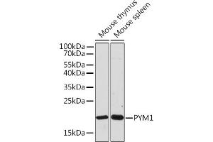 Western blot analysis of extracts of various cell lines, using PYM1 Rabbit pAb (ABIN7269181) at 1:1000 dilution. (PYM antibody)
