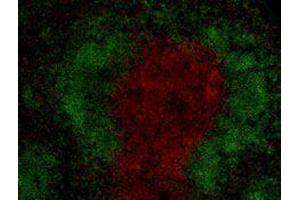 Immunofluorescence (IF) image for anti-CD3 (CD3) antibody (Alexa Fluor 594) (ABIN2656824) (CD3 antibody  (Alexa Fluor 594))