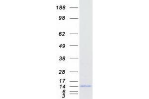 Validation with Western Blot (BANF1 Protein (Transcript Variant 1) (Myc-DYKDDDDK Tag))