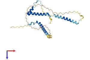 AlphaFold protein structure predicition of Human Recombinant GEMIN8 Protein, UniprotID Q9NWZ8 (GEMIN8 Protein (AA 1-242) (His tag))