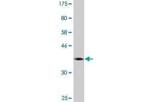 Western Blot detection against Immunogen (37. (NFIC antibody  (AA 314-423))