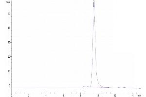 The purity of Human IFN-alpha 1 is greater than 95 % as determined by SEC-HPLC. (IFNA1 Protein (AA 24-189) (Fc Tag))
