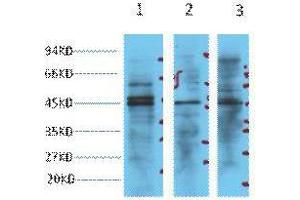 Western Blot (WB) analysis of 1) HeLa, 2) Jurkat, 3) 293T cell lysates, diluted at 1:3000. (ENO2/NSE antibody)