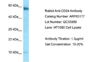 Western Blotting (WB) image for anti-CD24 Molecule (CD24) (N-Term) antibody (ABIN2789401) (CD24 antibody  (N-Term))
