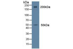 Figure. (Myosin antibody  (AA 1069-1331))