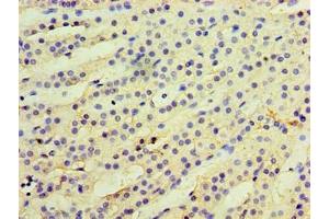 Immunohistochemistry of paraffin-embedded human adrenal gland tissue using ABIN7157764 at dilution of 1:100 (CCBL2 antibody  (AA 1-454))