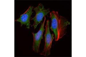 Immunofluorescence analysis of Hela cells using CLOCK antibody (green). (CLOCK antibody)