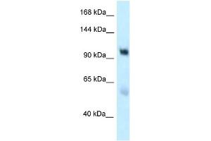 WB Suggested Anti-EDEM3 Antibody Titration: 1. (EDEM3 antibody  (C-Term))