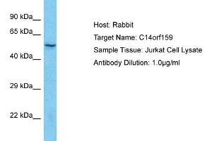Host: Rabbit Target Name: C14orf159 Sample Type: Jurkat Whole Cell lysates Antibody Dilution: 1.