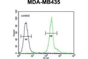 Flow cytometric analysis of MDA-MB435 cells using PRPSAP1 Antibody (N-term) Cat. (PRPSAP1 antibody  (N-Term))