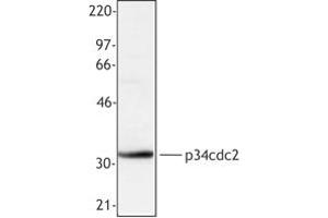Image no. 1 for anti-Cyclin-Dependent Kinase 1 (CDK1) antibody (ABIN205503) (CDK1 antibody)