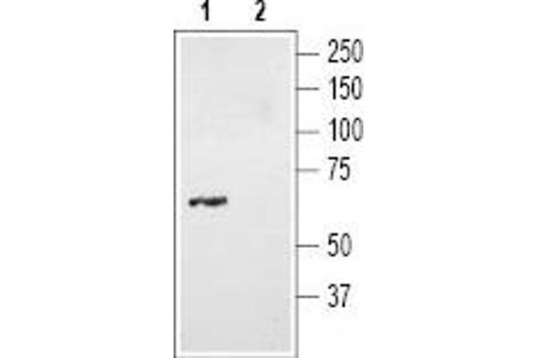 NTSR2 anticorps  (C-Term, Intracellular)