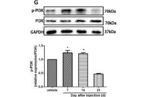 The CXCR7 and PI3K/Akt signaling pathways are involved in CPSP in the dorsal horn of the spinal cord. (GAPDH antibody)
