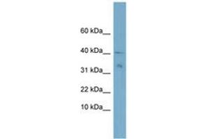 Image no. 1 for anti-NADH Dehydrogenase (Ubiquinone) Flavoprotein 3, 10kDa (NDUFV3) (C-Term) antibody (ABIN6743390) (NDUFV3 antibody  (C-Term))