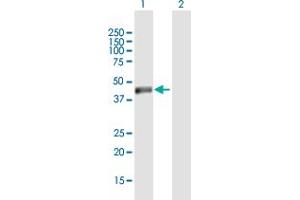 Western Blot analysis of NSUN4 expression in transfected 293T cell line by NSUN4 MaxPab polyclonal antibody. (NSUN4 antibody  (AA 1-384))