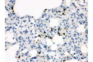 Anti- Wnt7a antibody, IHC(P) IHC(P): Rat Lung Tissue (WNT7A antibody  (C-Term))