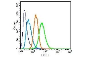 RSC96 cells probed with Rabbit Anti-GSK3 Alpha/Beta(Tyr279+Tyr216) Polyclonal Antibody . (GSK3 alpha/beta antibody  (pTyr216, pTyr279))