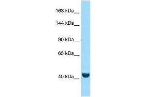 Western Blotting (WB) image for anti-FERM and PDZ Domain Containing 2 (FRMPD2) (N-Term) antibody (ABIN2437085) (FRMPD2 antibody  (N-Term))
