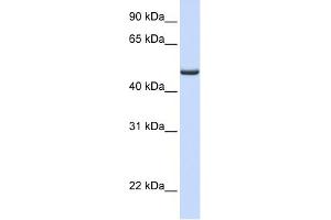 WB Suggested Anti-FDXR Antibody Titration: 0. (Ferredoxin Reductase antibody  (Middle Region))