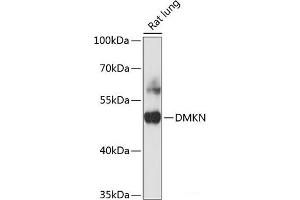 Western blot analysis of extracts of Rat ovary using DMKN Polyclonal Antibody at dilution of 1:3000. (Dermokine antibody)