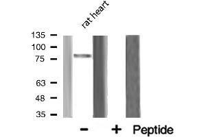 Western blot analysis of MRE11A expression in Rat heart lysate (Mre11 antibody  (Internal Region))