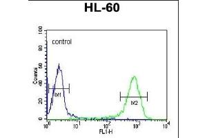 DCP2 Antibody (Center) (ABIN653129 and ABIN2842708) flow cytometric analysis of HL-60 cells (right histogram) compared to a negative control cell (left histogram). (DCP2 antibody  (AA 144-173))