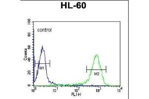 DCP2 Antibody (Center) (ABIN653129 and ABIN2842708) flow cytometric analysis of HL-60 cells (right histogram) compared to a negative control cell (left histogram). (DCP2 antibody  (AA 144-173))