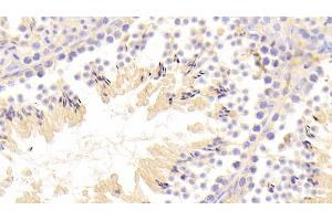 Detection of MMP10 in Mouse Testis Tissue using Polyclonal Antibody to Matrix Metalloproteinase 10 (MMP10) (MMP10 antibody  (AA 154-472))