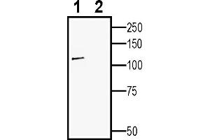 Western blot analysis of human SH-SY5Y neuroblastoma cell line lysate:1.