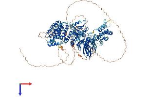 AP3B1 Protein (AA 1-1094) (His tag)