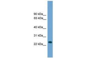 Image no. 1 for anti-Hairy and Enhancer of Split 7 (HES7) (AA 151-200) antibody (ABIN6744677) (HES7 antibody  (AA 151-200))