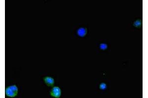 Immunofluorescent analysis of HepG2 cells using ABIN7170119 at dilution of 1:100 and Alexa Fluor 488-congugated AffiniPure Goat Anti-Rabbit IgG(H+L) (SLC2A3 antibody  (AA 205-269))