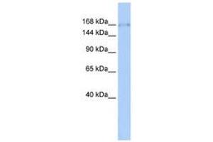 Image no. 1 for anti-Zinc Finger Protein 608 (ZNF608) (AA 1224-1273) antibody (ABIN6740318) (ZNF608 antibody  (AA 1224-1273))