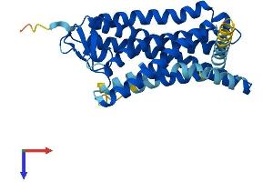 Olfactory Receptor, Family 8, Subfamily U, Member 8 (OR8U8) (AA 1-319) protein (His tag)