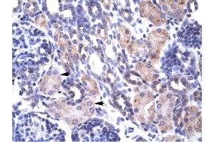 TRAP1 antibody was used for immunohistochemistry at a concentration of 4-8 ug/ml to stain Epithelial cells of renal tubule (arrows) in Human Kidney. (TRAP1 antibody  (N-Term))