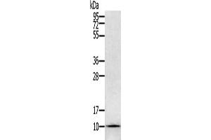 Gel: 12 % SDS-PAGE, Lysate: 40 μg, Lane: Hela cells, Primary antibody: ABIN7129614(GLRX Antibody) at dilution 1/800, Secondary antibody: Goat anti rabbit IgG at 1/8000 dilution, Exposure time: 1 minute (Glutaredoxin 1 antibody)