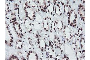 Immunohistochemical staining of paraffin-embedded Human Kidney tissue using anti-FMR1 mouse monoclonal antibody.