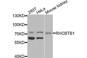 Western blot analysis of extracts of various cells, using RHOBTB1 antibody.