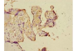 Immunohistochemistry of paraffin-embedded human placenta tissue using ABIN7149072 at dilution of 1:100 (CSRNP2 antibody  (AA 324-543))